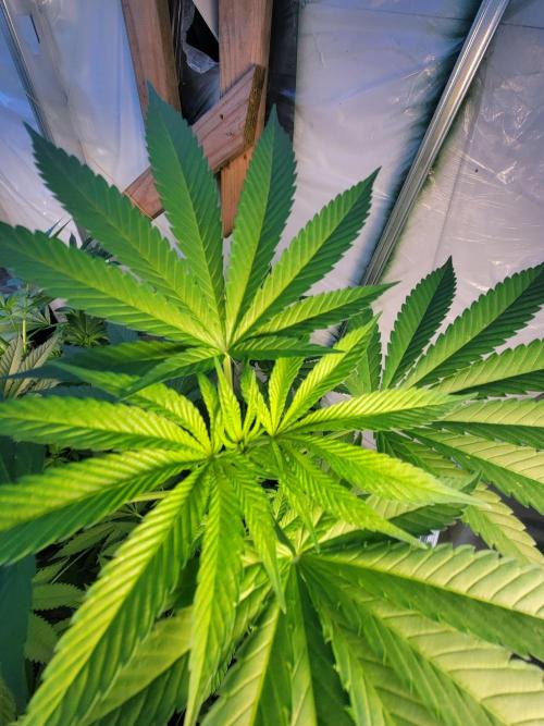 Critical purple kush. Week 10