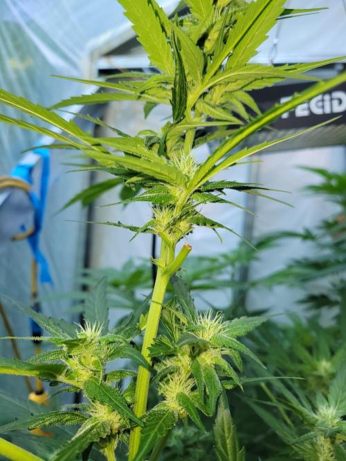 Bahama mama auto. Week 10