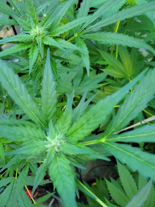 Bahama mama auto. Week 10