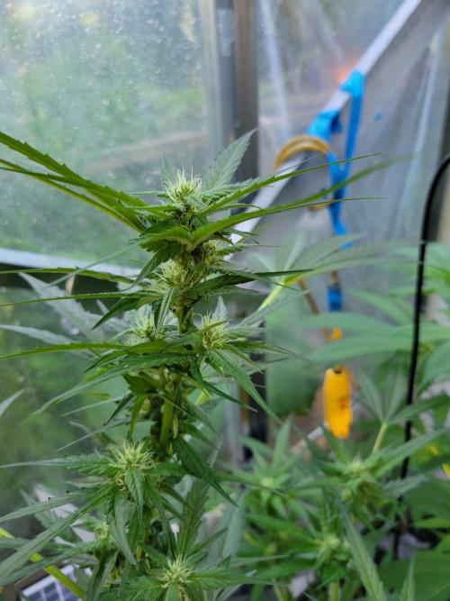 Bahama mama auto. Week 10