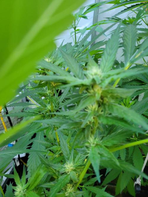 Bahama mama auto. Week 10