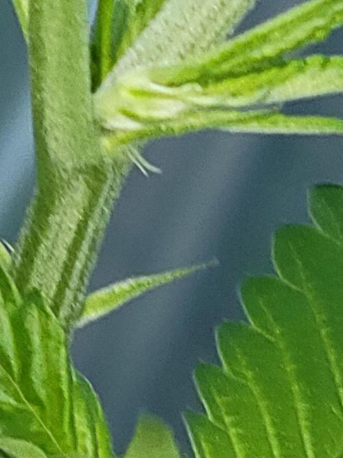 Critical purple kush. Week 11
