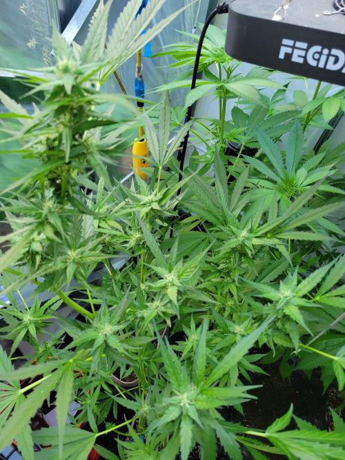 Bahama mama auto. Week 10