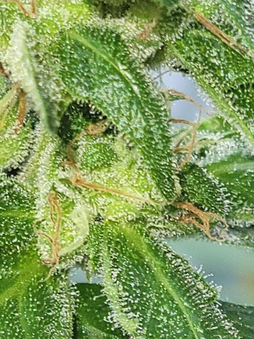 Bahama mama auto. Week 10