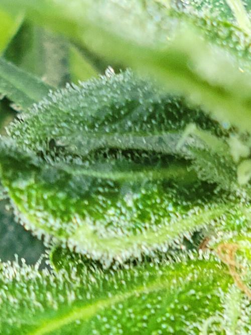 Bahama mama auto. Week 10