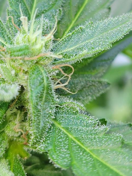 Bahama mama auto. Week 10