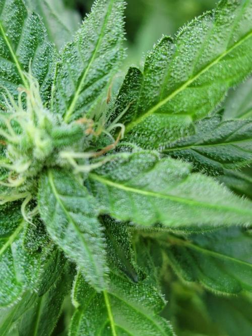 Bahama mama auto. Week 10