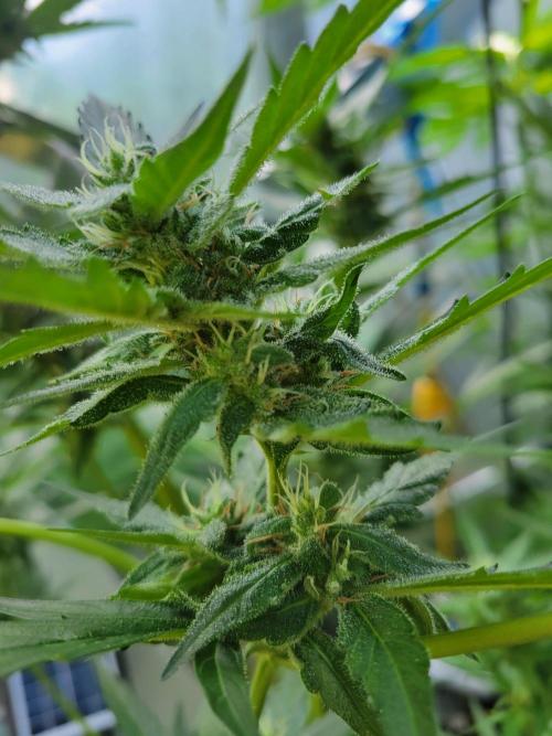 Bahama mama auto. Week 10