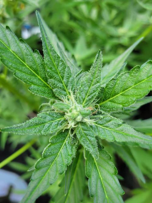 Bahama mama auto. Week 10