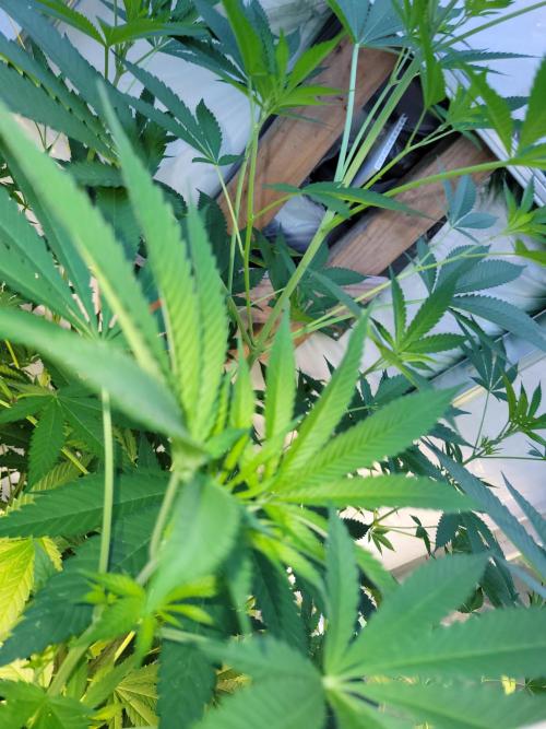 Critical purple kush. Week 12