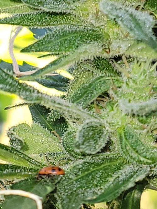 Bahama mama auto. Week 10