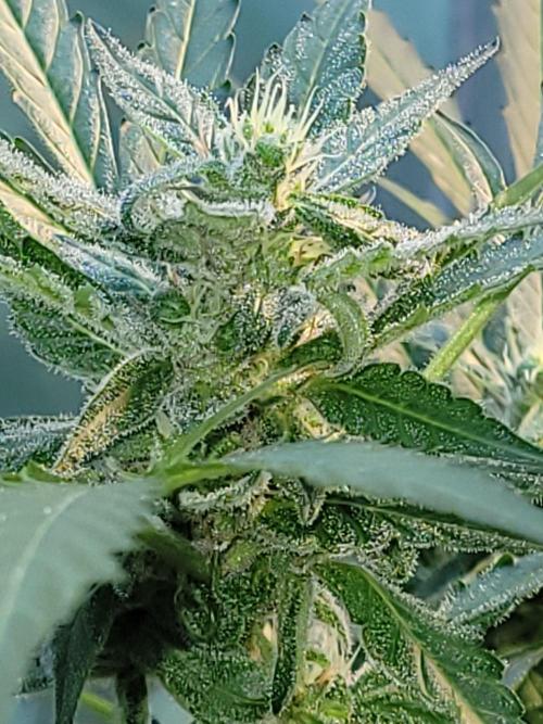 Bahama mama auto. Week 10