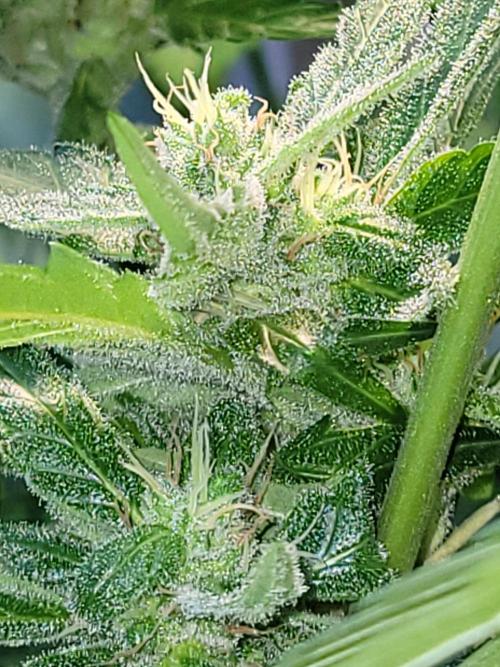 Bahama mama auto. Week 10
