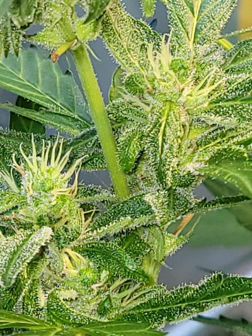 Bahama mama auto. Week 10