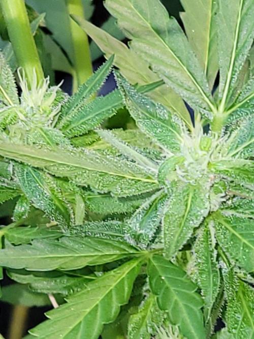 Bahama mama auto. Week 10