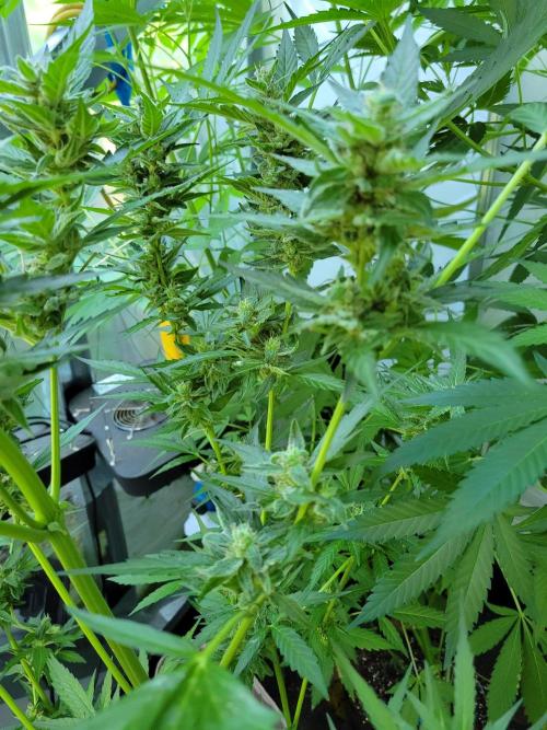 Bahama mama auto. Week 11