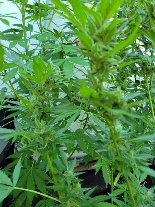 Bahama mama auto. Week 11