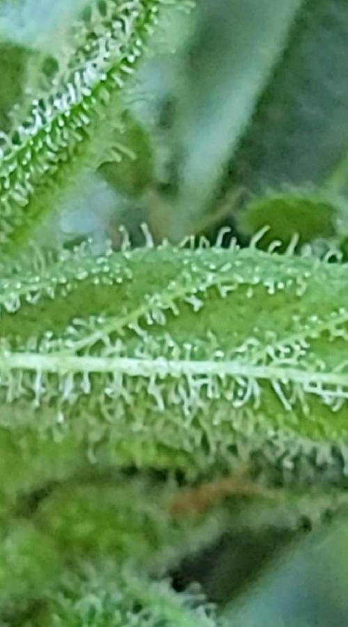 Bahama mama auto. Week 11