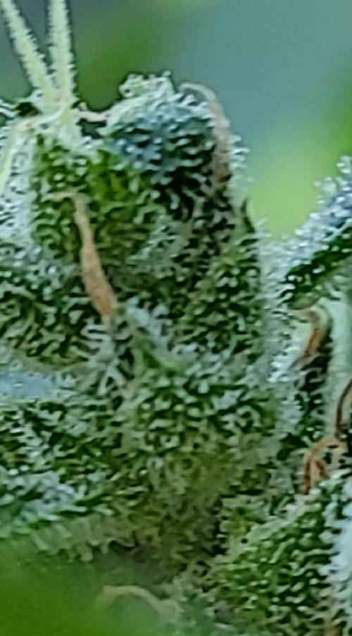 Bahama mama auto. Week 11