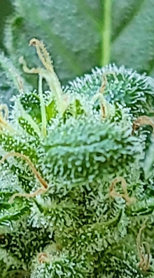 Bahama mama auto. Week 11