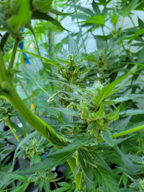 Bahama mama auto. Week 11