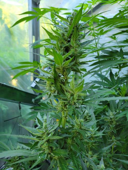 Bahama mama auto. Week 11