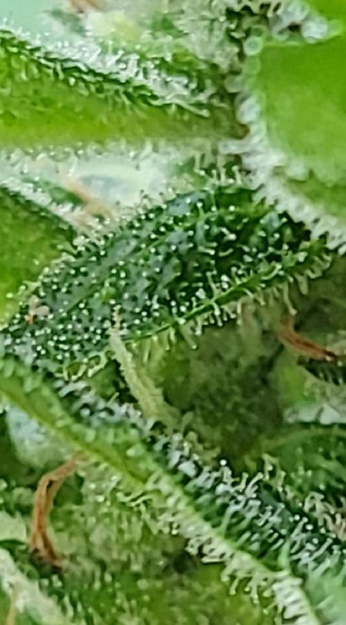 Bahama mama auto. Week 11