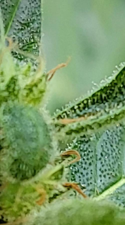 Bahama mama auto. Week 11