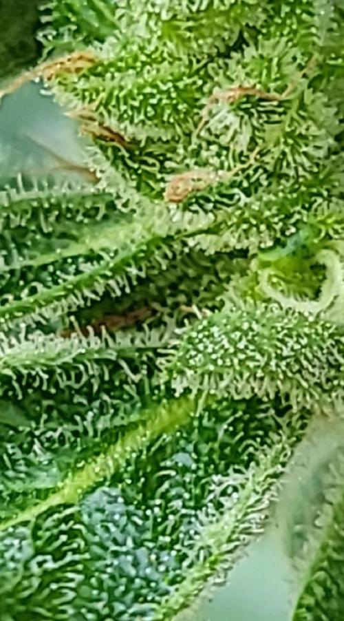 Bahama mama auto. Week 11