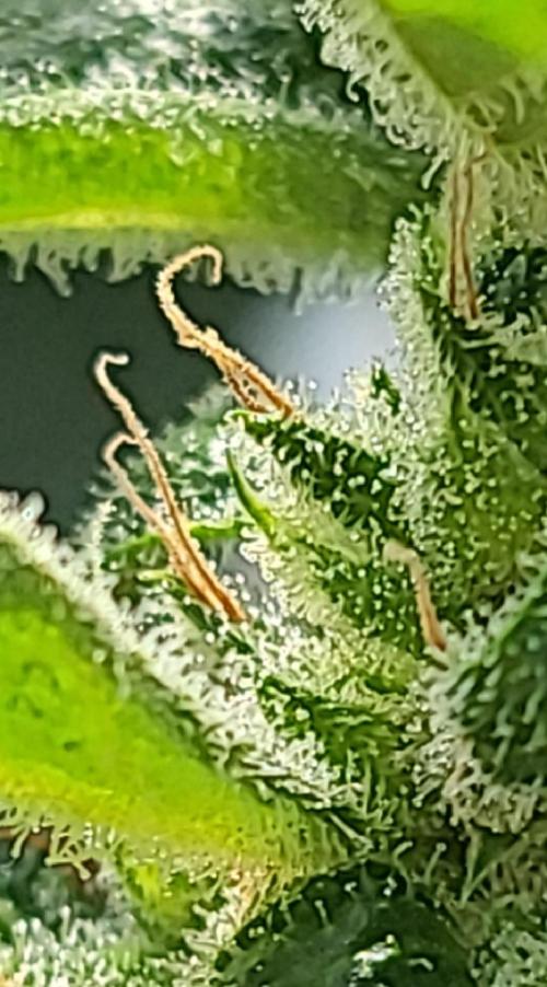 Bahama mama auto. Week 11