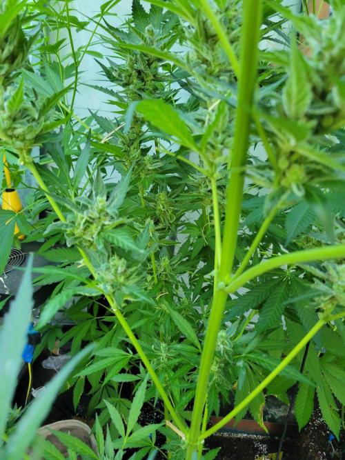 Bahama mama auto. Week 12