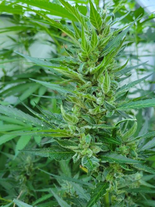 Bahama mama auto. Week 12