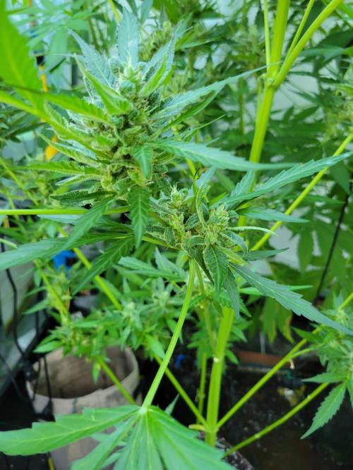 Bahama mama auto. Week 12