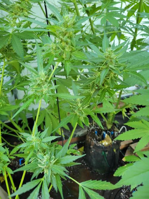 Bahama mama auto. Week 12