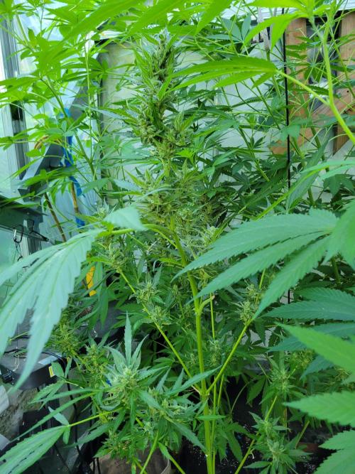 Critical purple kush. Week 14