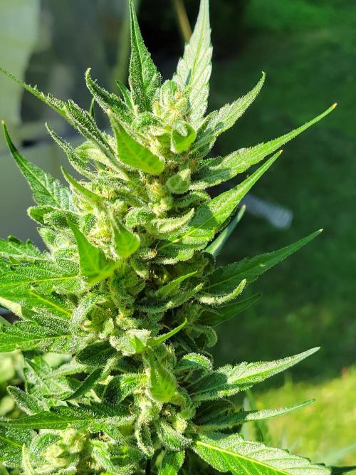 Bahama mama auto. Week 13