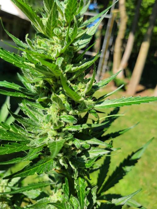 Bahama mama auto. Week 13