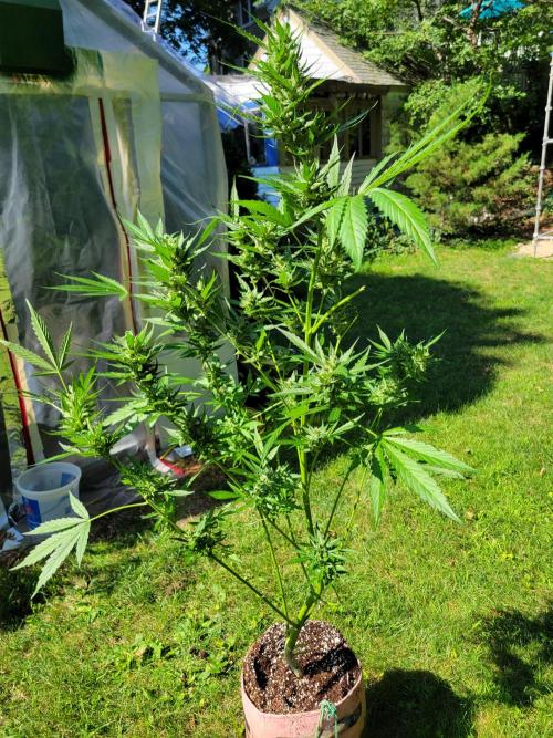 Bahama mama auto. Week 13