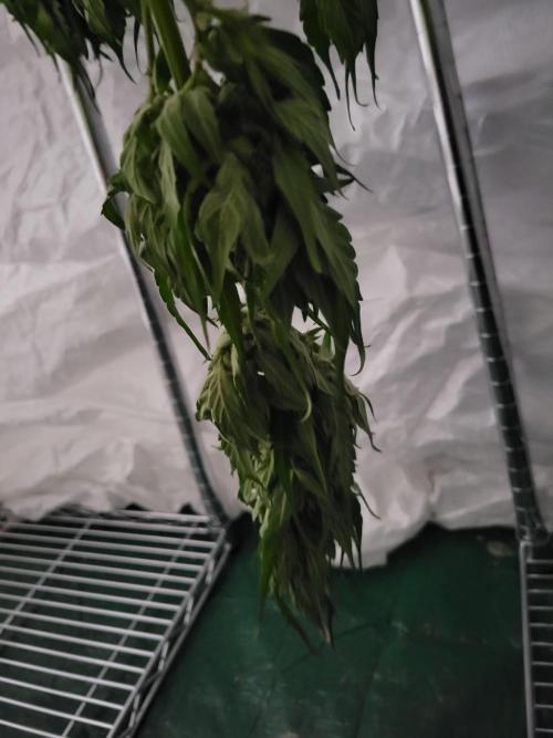 Bahama mama auto. Week 13