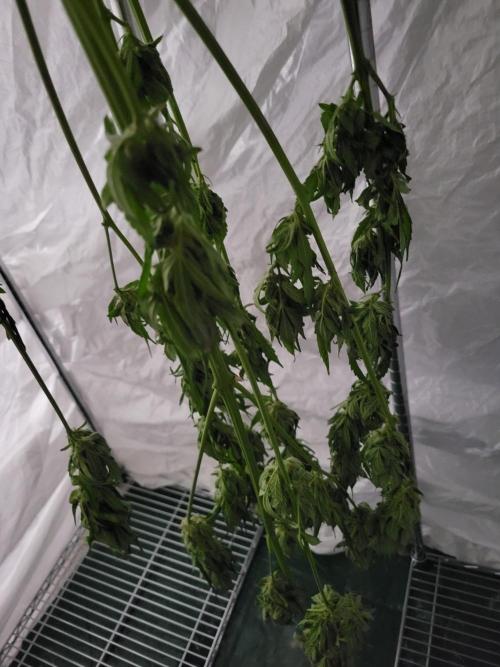 Bahama mama auto. Week 13