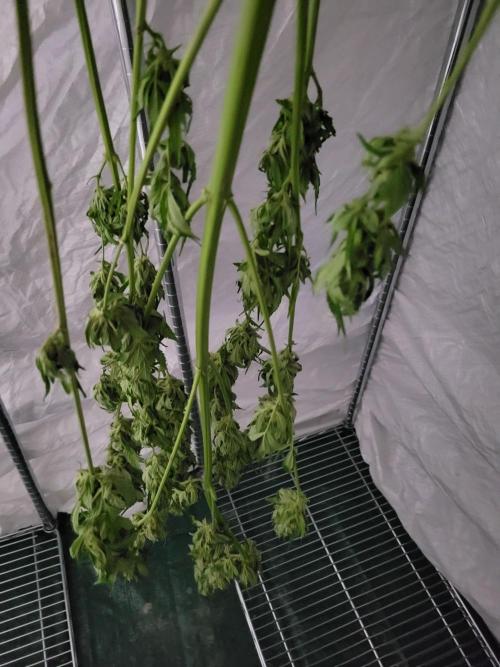 Bahama mama auto. Week 13