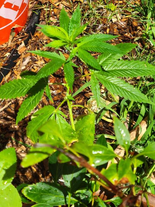 Critical purple kush. Week 16