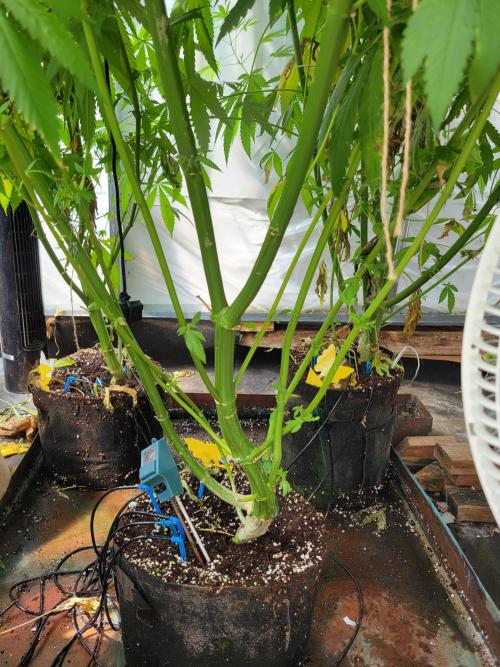 Critical purple kush. Week 16