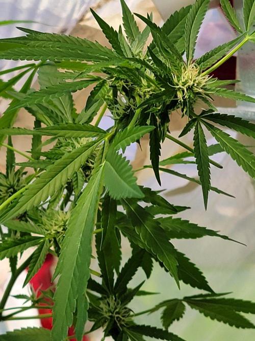 Coco Natural. Week 20