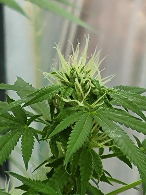 Critical purple kush. Week 21