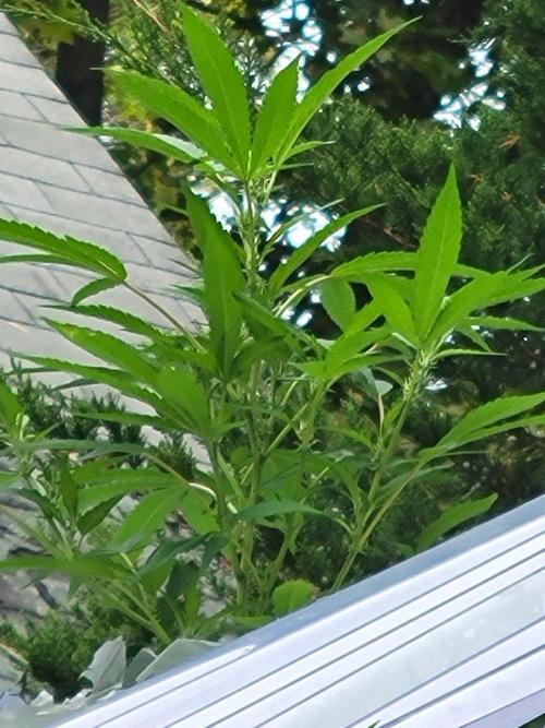 Coco Natural. Week 21