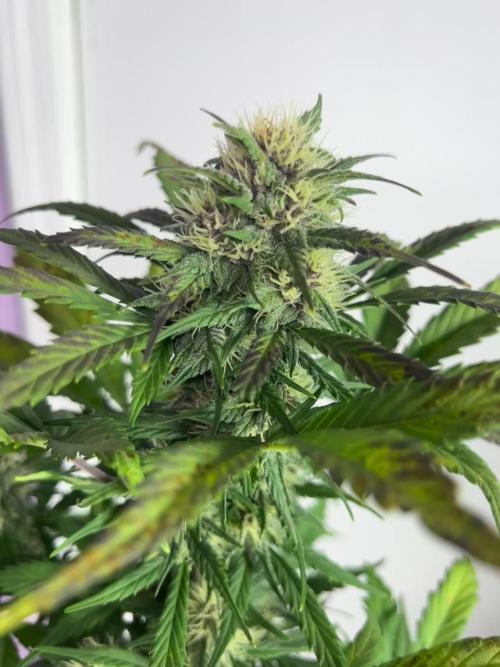 Lemon Cherry Cookies Auto