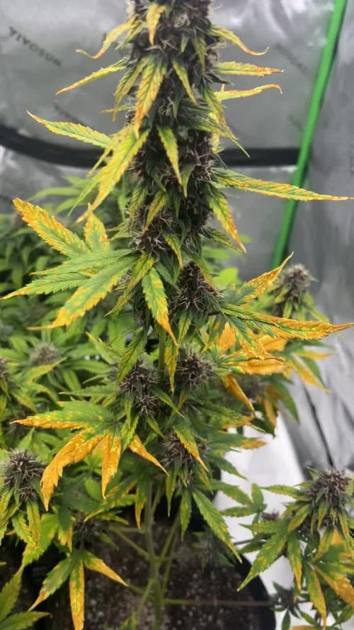 Lemon Cherry Cookies Auto