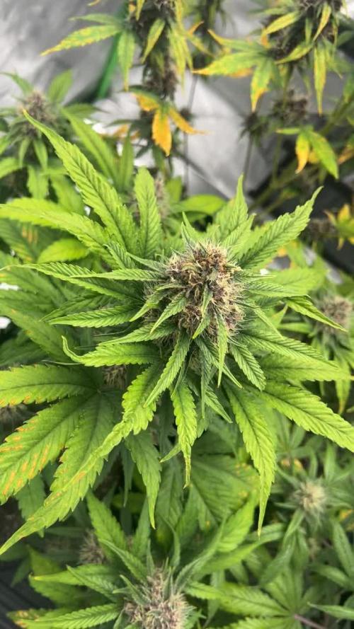 StrawBerry Gorilla