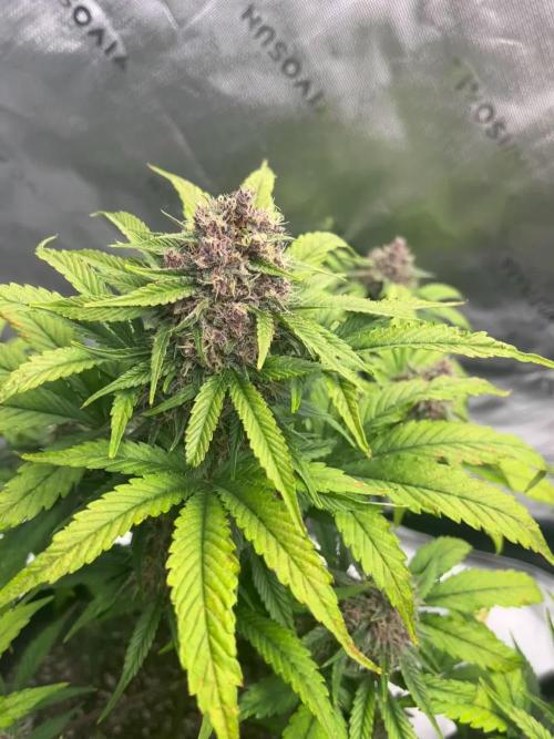 StrawBerry Gorilla